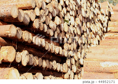 林業、伐採され積まれた丸太 44952171