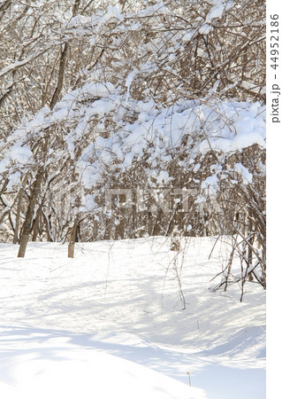 冬景色、雪と雑木林、コクワのつる 冬景色、雪と雑木林、コクワのつる 44952186