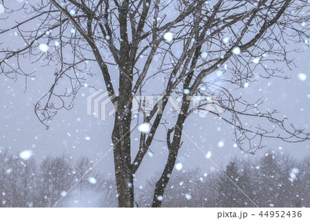 雪降りの風景、しんしんと降るぼたん雪と樹木 44952436