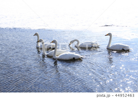 湖面に浮かぶ五羽の白鳥 44952463
