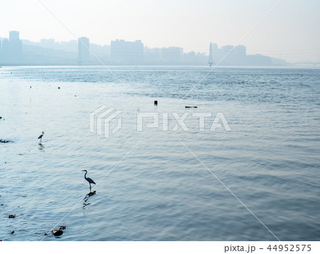 台湾 土手 堤防 44952575