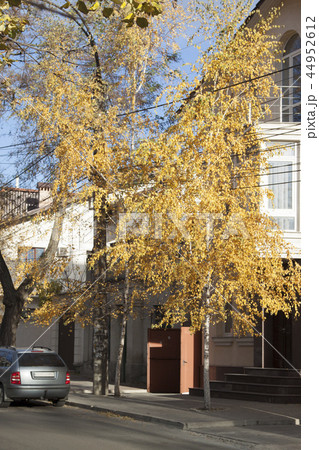 Bright yellow birch in the city streets. 44952612
