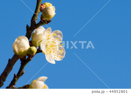 青空に白梅咲く 44952801