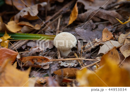 Inedible fungus. Forest or Park. Autumn background Inedible fungus. Forest or Park. Autumn background 44953034