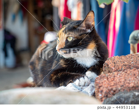 日向ぼっこするノラ猫 日向ぼっこするノラ猫 44953118