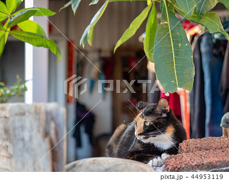 日向ぼっこするノラ猫 44953119