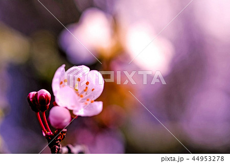 スモモの花の写真素材