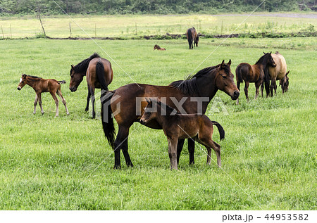 牧場 草原 動物 44953582