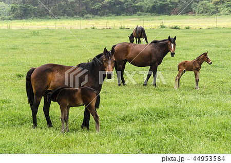 牧場 動物 家畜 44953584