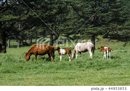 牧場 動物 家畜 44953653
