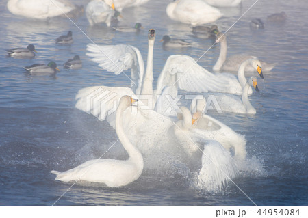Beautiful white whooping swans 44954084