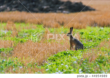 European hare or Lepus europaeus sits in a meadow 44954989