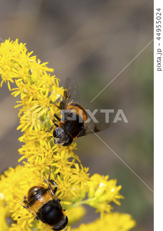 オオハナアブ オオハナアブ 44955024
