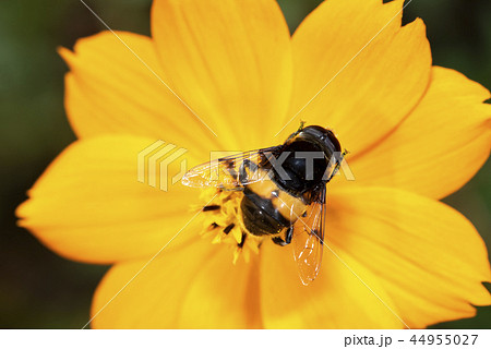 オオハナアブ オオハナアブ 44955027