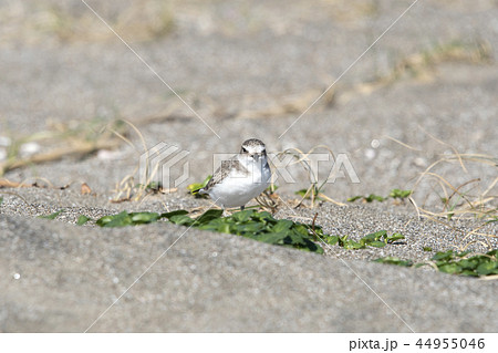 シロチドリ 44955046