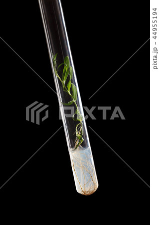 Micropropagation plant cultivated in tube 44955194