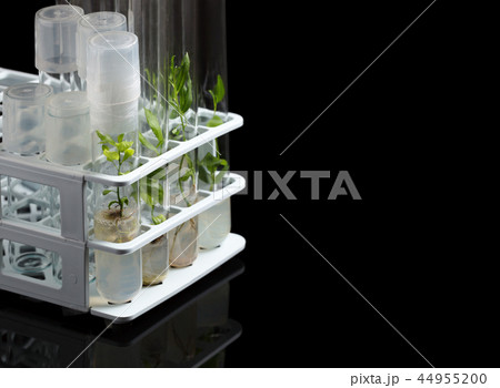 Test tubes with plants in holder 44955200