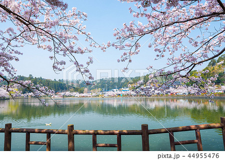 八鶴湖 満開の桜 (千葉県東金市) ※2018年春 八鶴湖 満開の桜 (千葉県東金市) ※2018年春 44955476
