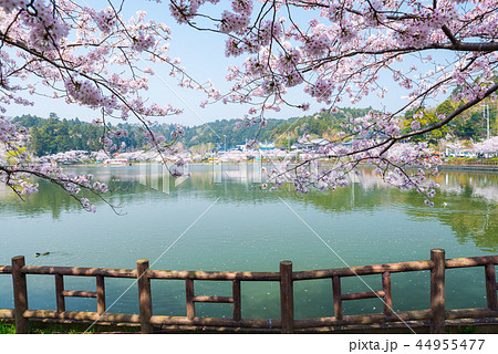 八鶴湖 満開の桜 （千葉県東金市） ※2018年春 44955477