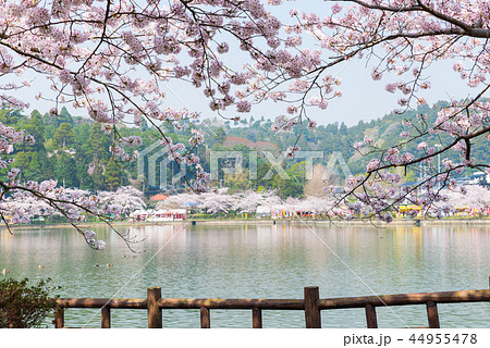 八鶴湖 満開の桜 (千葉県東金市) ※2018年春 八鶴湖 満開の桜 (千葉県東金市) ※2018年春 44955478