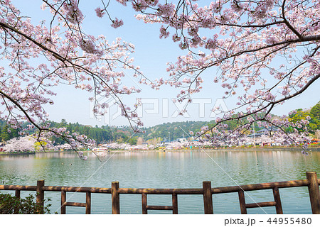 八鶴湖 満開の桜 （千葉県東金市） ※2018年春 44955480