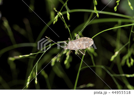 ホシハラビロヘリカメムシ 44955518