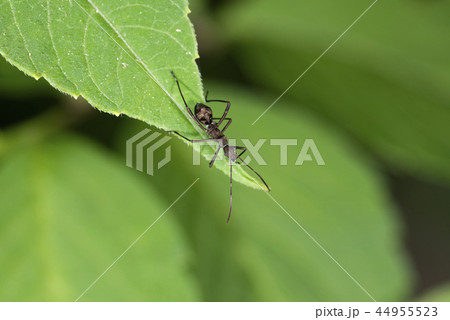ホソヘリカメムシの幼虫 ホソヘリカメムシの幼虫 44955523