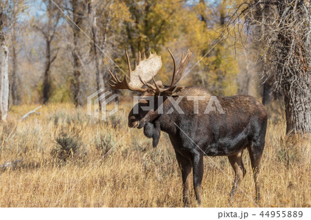 Bull Moose in the Fall Rut 44955889