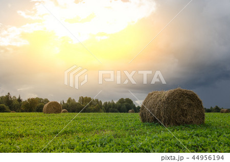 Rural Landscape Field Meadow 44956194