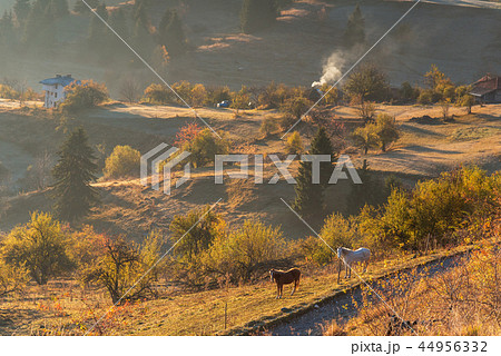 Horses graze near the mountain in the pasture. 44956332