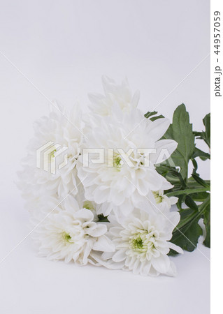 White autumn chrysantemums on light background. White autumn chrysantemums on light background. 44957059