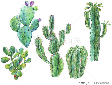 Set of watercolor cactus, succulent, flowers. Natural illustration 44958098