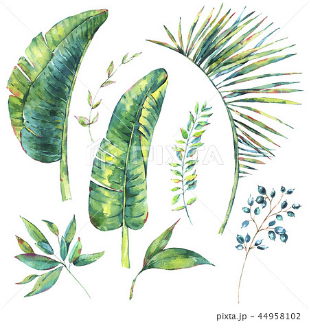 Set of watercolor exotic natural vintage banana leaves and berri Set of watercolor exotic natural vintage banana leaves and berri 44958102