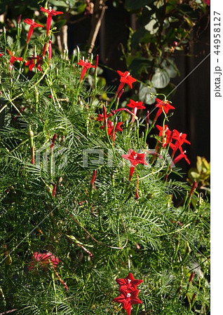 ルコウソウ 44958127