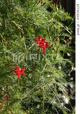 ルコウソウ 44958128