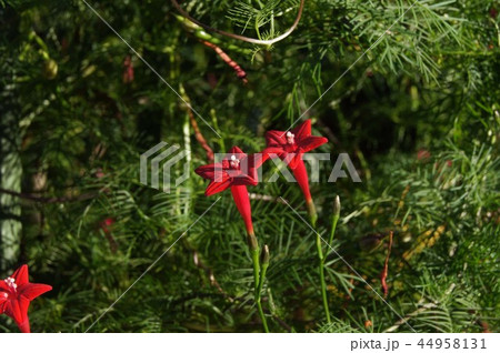 ルコウソウ ルコウソウ 44958131