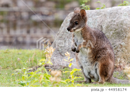 Wallaby 44958174