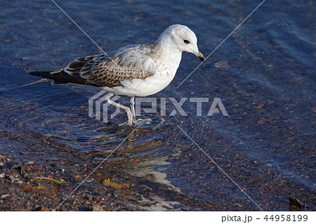 Seagull Seagull 44958199