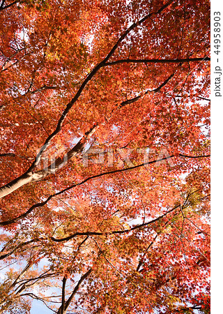 紅葉満開 紅葉満開 44958903