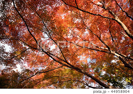 紅葉　　見上げる　　鮮やか 44958904