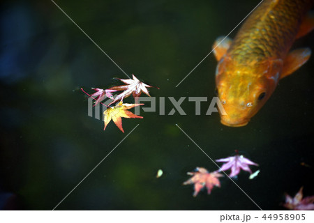 紅葉と錦鯉 44958905