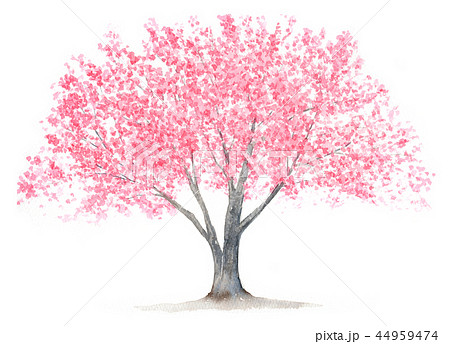 大きな桜の木 水彩画のイラスト素材