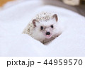 かわいい笑顔 44959570