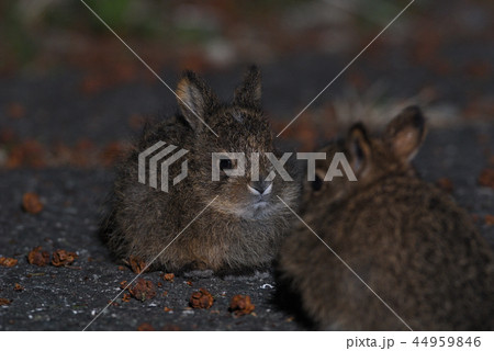 ニホンノウサギの子②（山梨県） 44959846