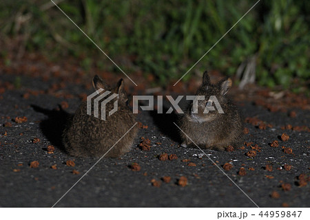 ニホンノウサギの子①（山梨県） 44959847