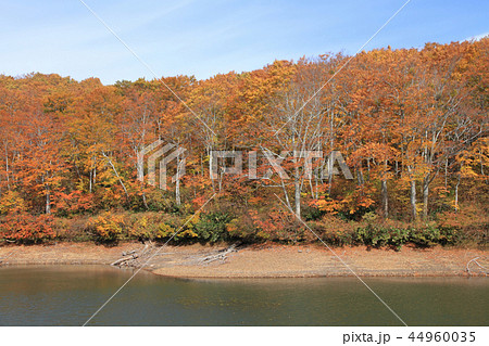 なべくら高原の秋　紅葉の茶屋池 44960035