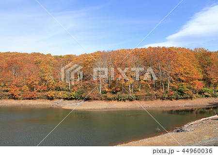 なべくら高原の秋　紅葉の茶屋池 44960036
