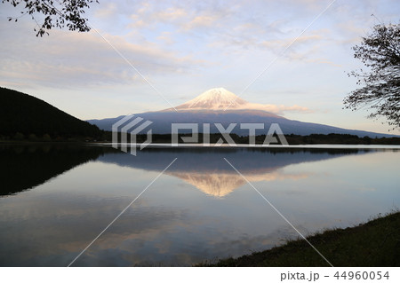 田貫湖からの富士山 【富士宮市】 44960054