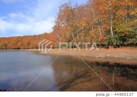 なべくら高原の秋 紅葉の茶屋池 なべくら高原の秋 紅葉の茶屋池 44960137