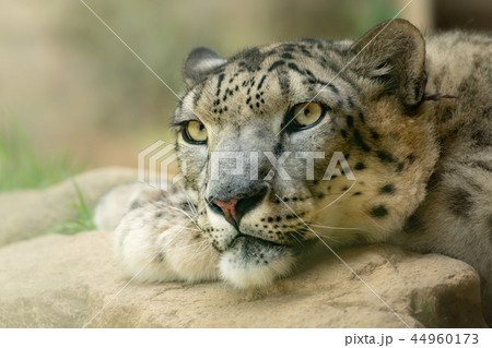 ユキヒョウ ユキヒョウ 44960173